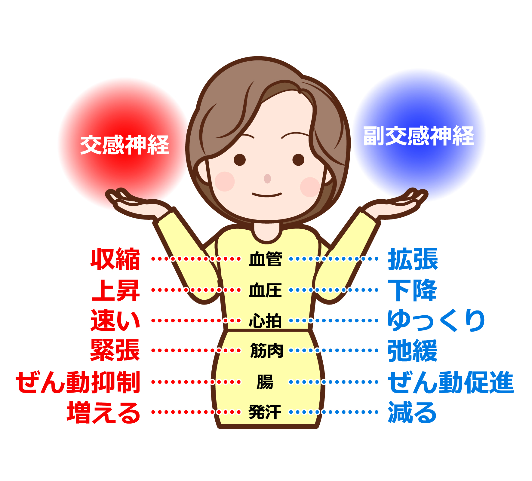 群馬県高崎市の関整体術院｜自律神経働き画像