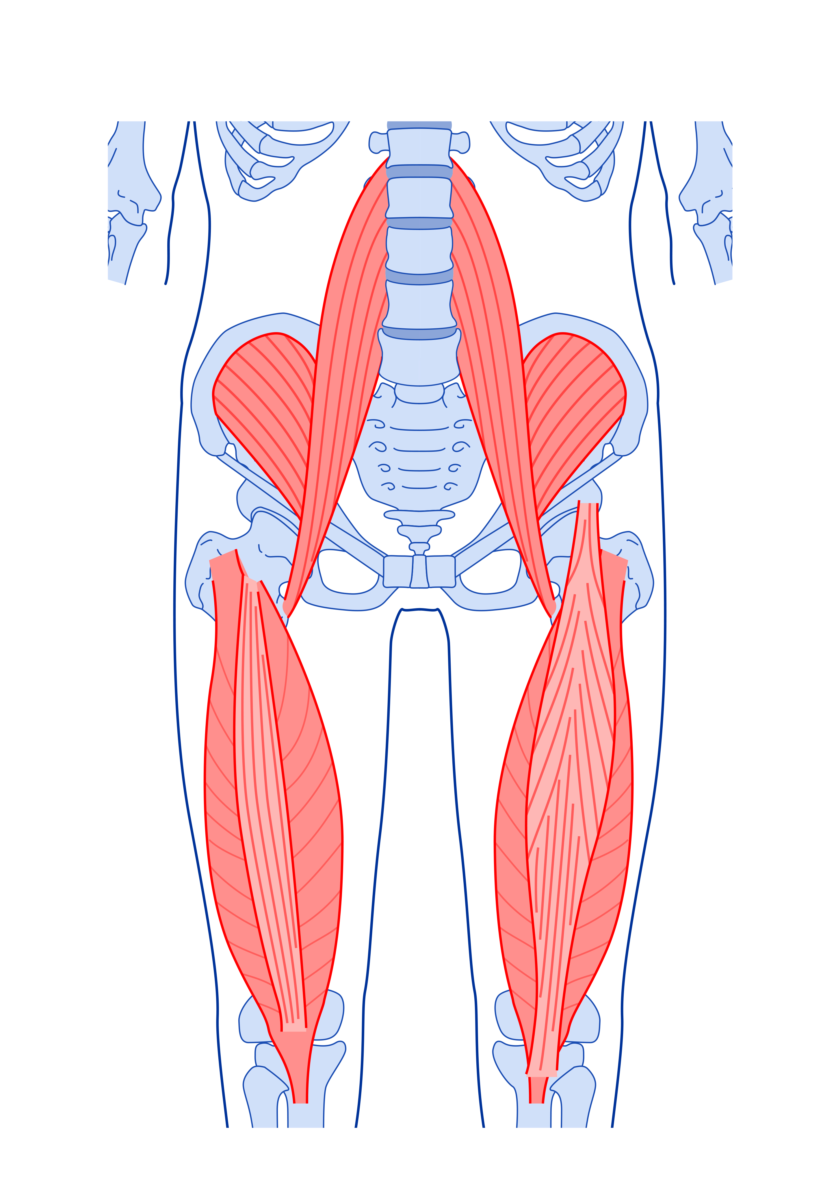 腸腰筋と四頭筋